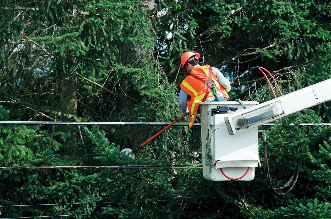 vegetation management techniques